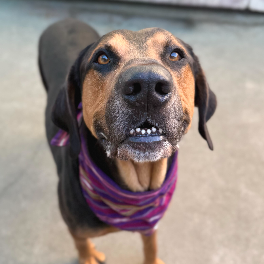 Rover — thumbnail 5