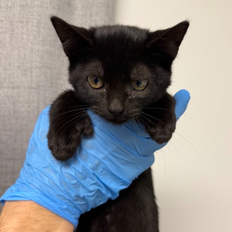 STONKS - Domestic Shorthair available for adoption