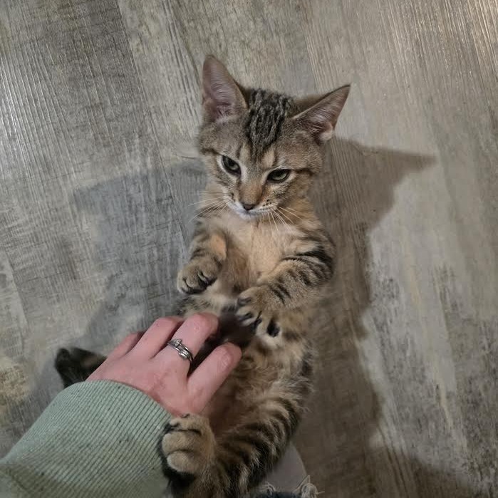 TOMMY (BONDED WITH ANGELICA) - Domestic Shorthair available for adoption