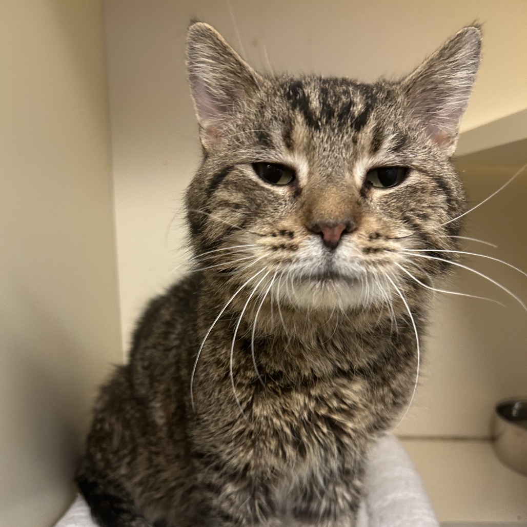 Norman — thumbnail 3