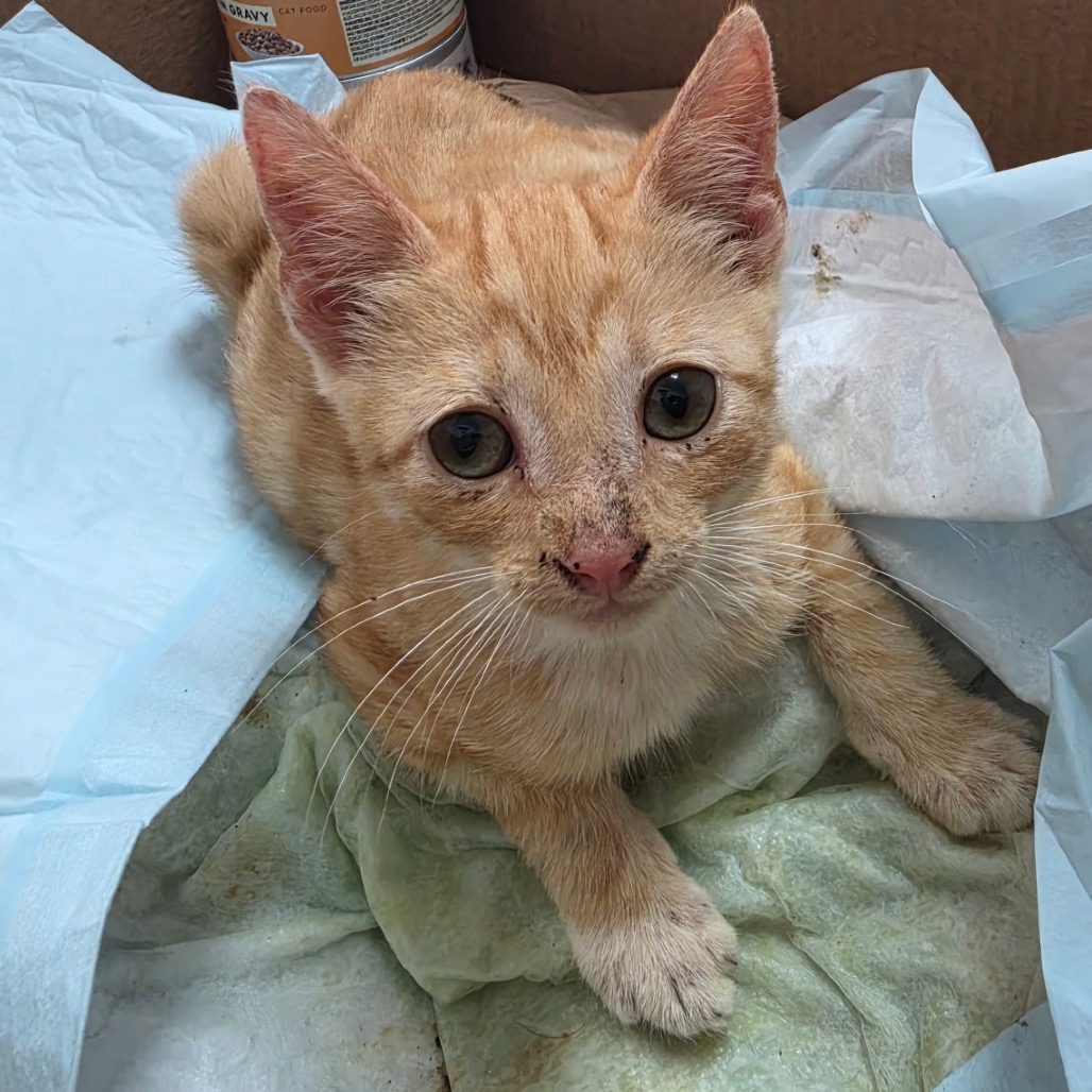 CRUZITO - Domestic Shorthair available for adoption