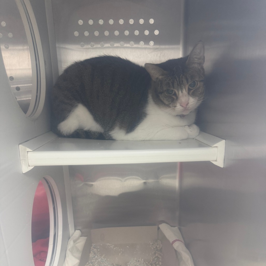 CHO-CHO - Domestic Shorthair / Mix available for adoption
