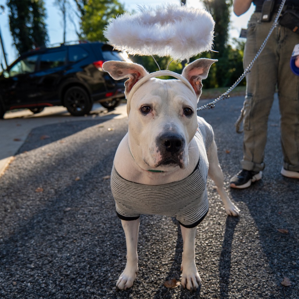 CHLOE - Terrier / American Pit Bull available for adoption