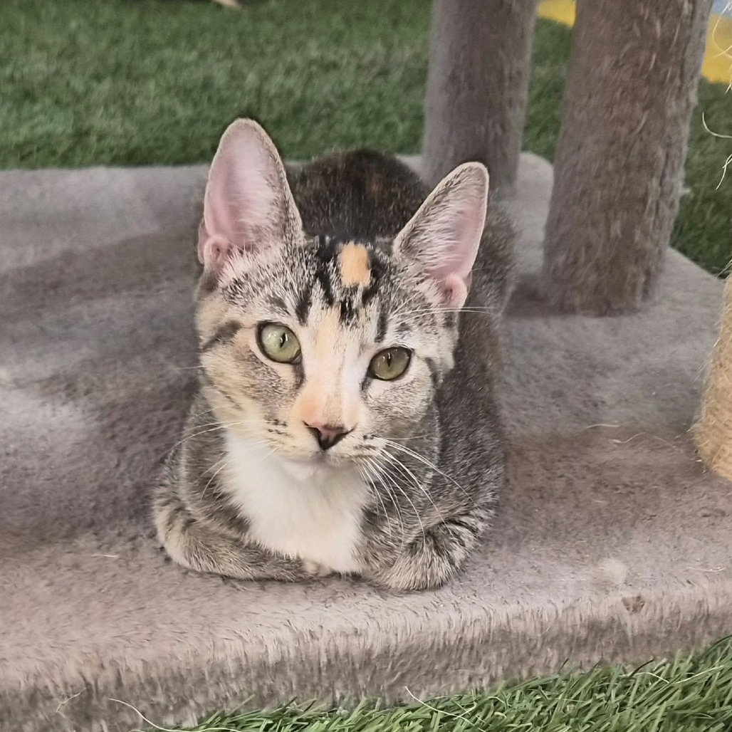 BO PEEP - Domestic Shorthair available for adoption