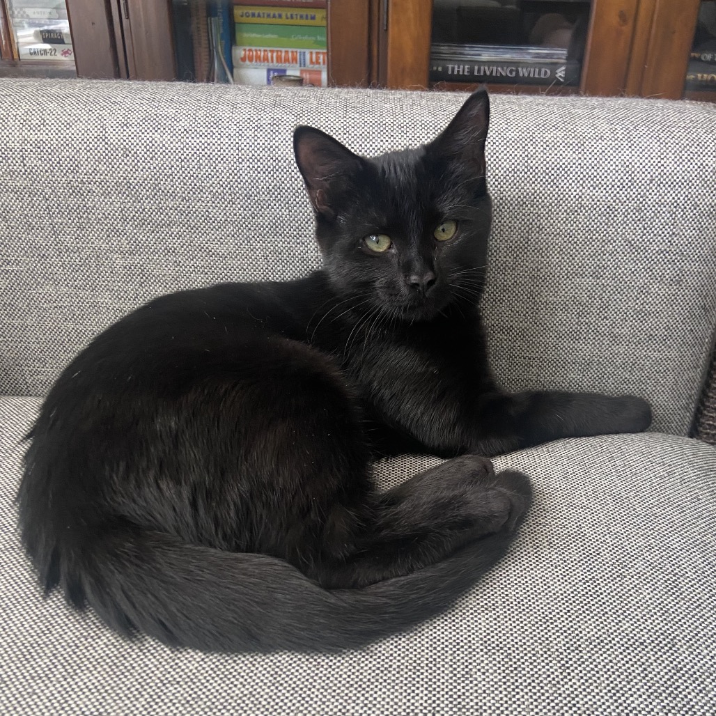 Lola