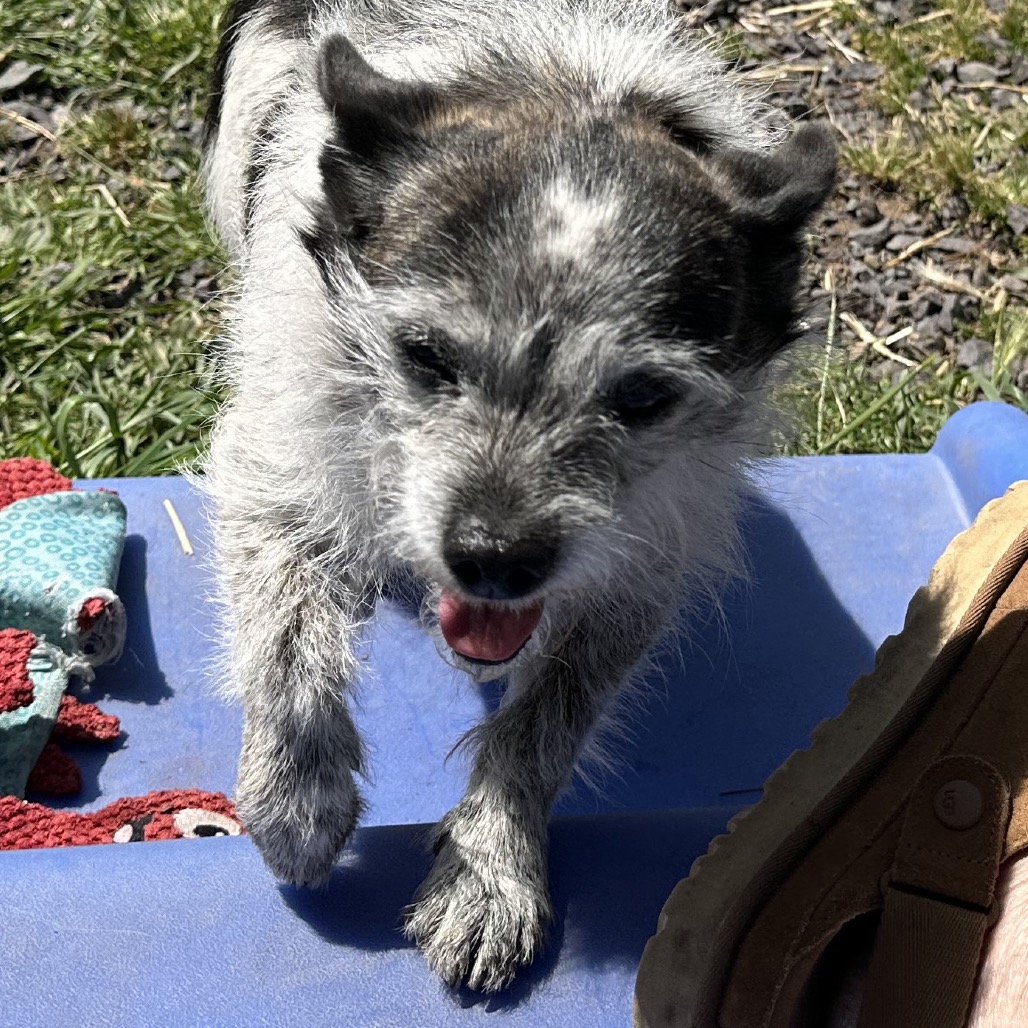 DIXIE DOG, photo 10