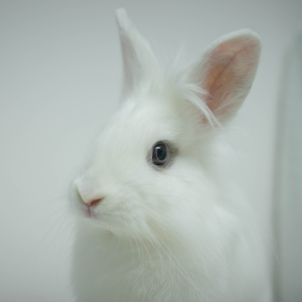 Penny (bonded to Chowder), photo 6