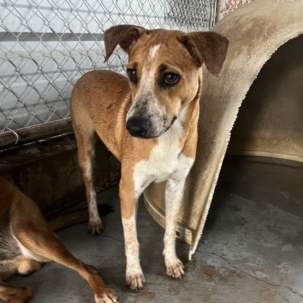 OBOE - Shepherd available for adoption