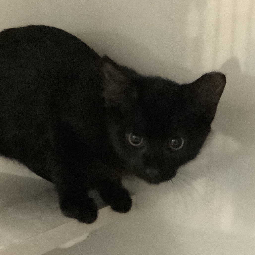 Mars (green collar) - Domestic Shorthair