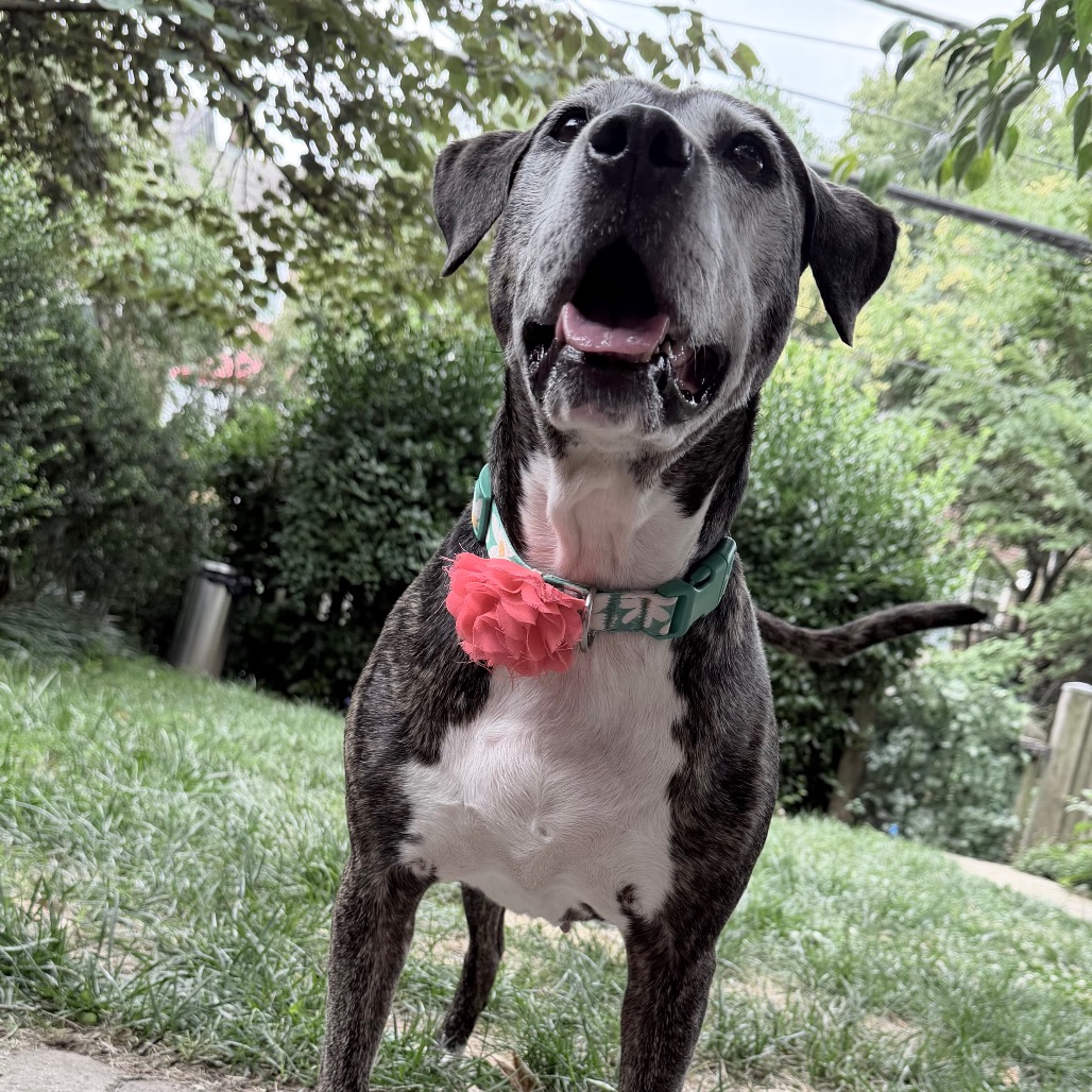 Biddie, photo 22
