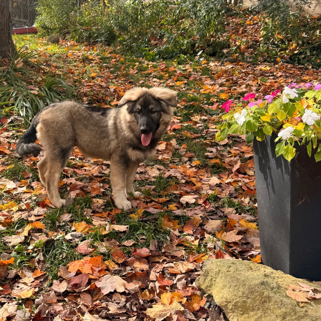 BRIGGS, photo 15