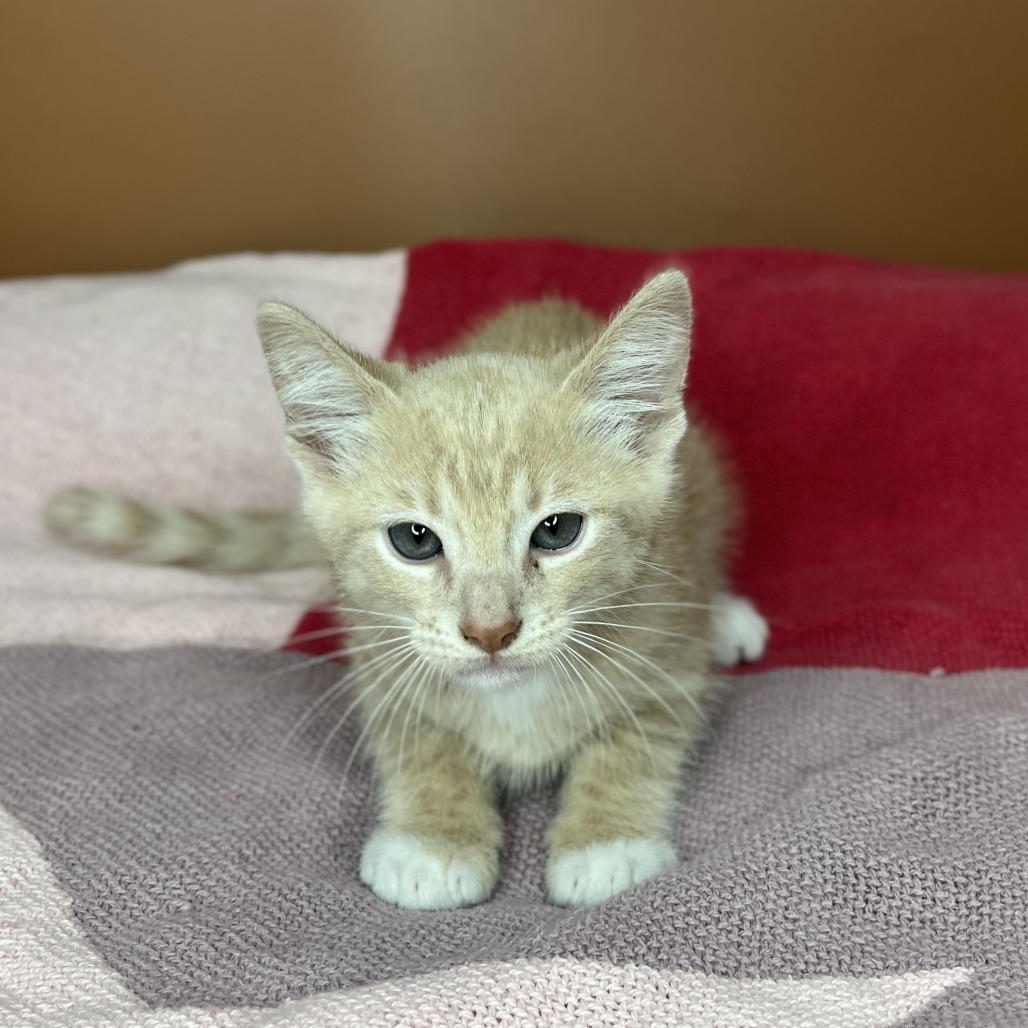 PIÑA COLADA - Domestic Shorthair available for adoption