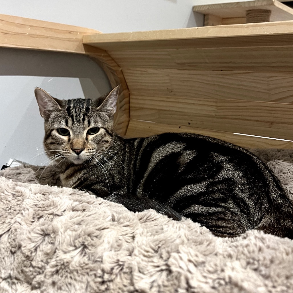 Mr. Meowgi, photo 4
