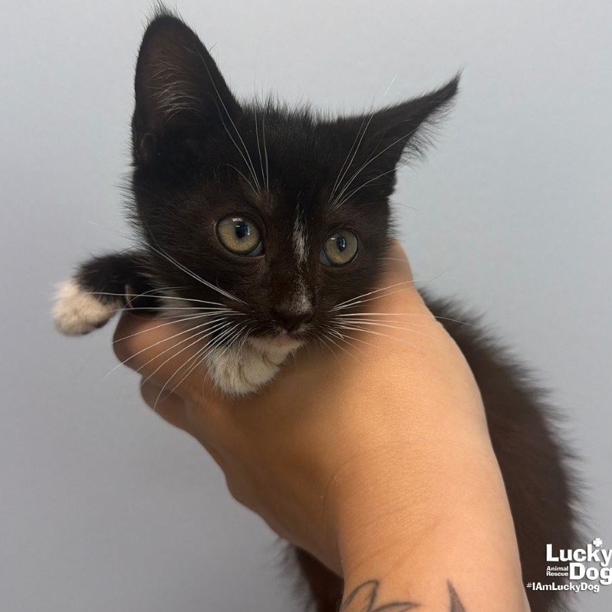DREAM - Domestic Shorthair available for adoption
