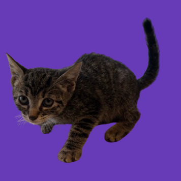 Pip