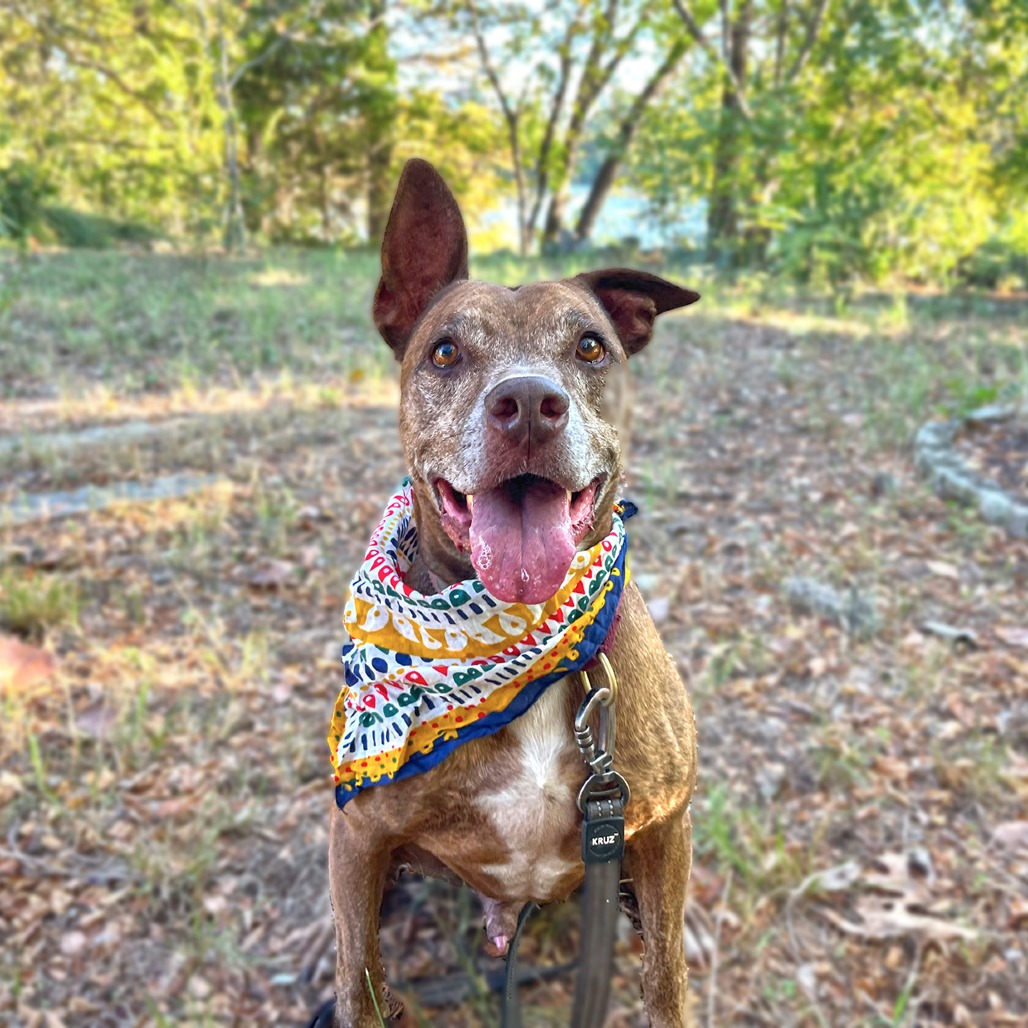 Melon Loaf, adoptable senior dog