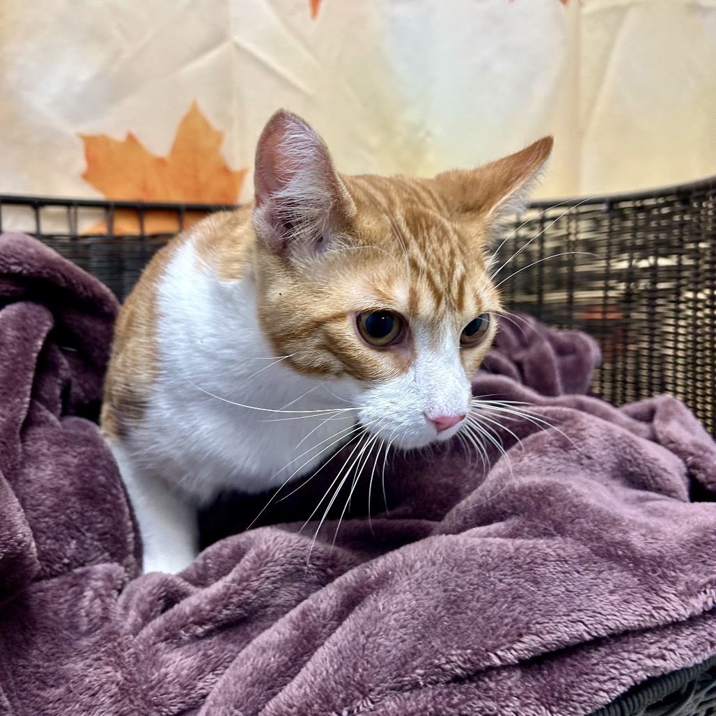OLIVER (AKA OLLIE) - Domestic Shorthair for adoption in Henderson
