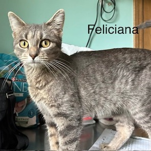 Feliciana--In Foster***ADOPTION PENDING***, photo 4