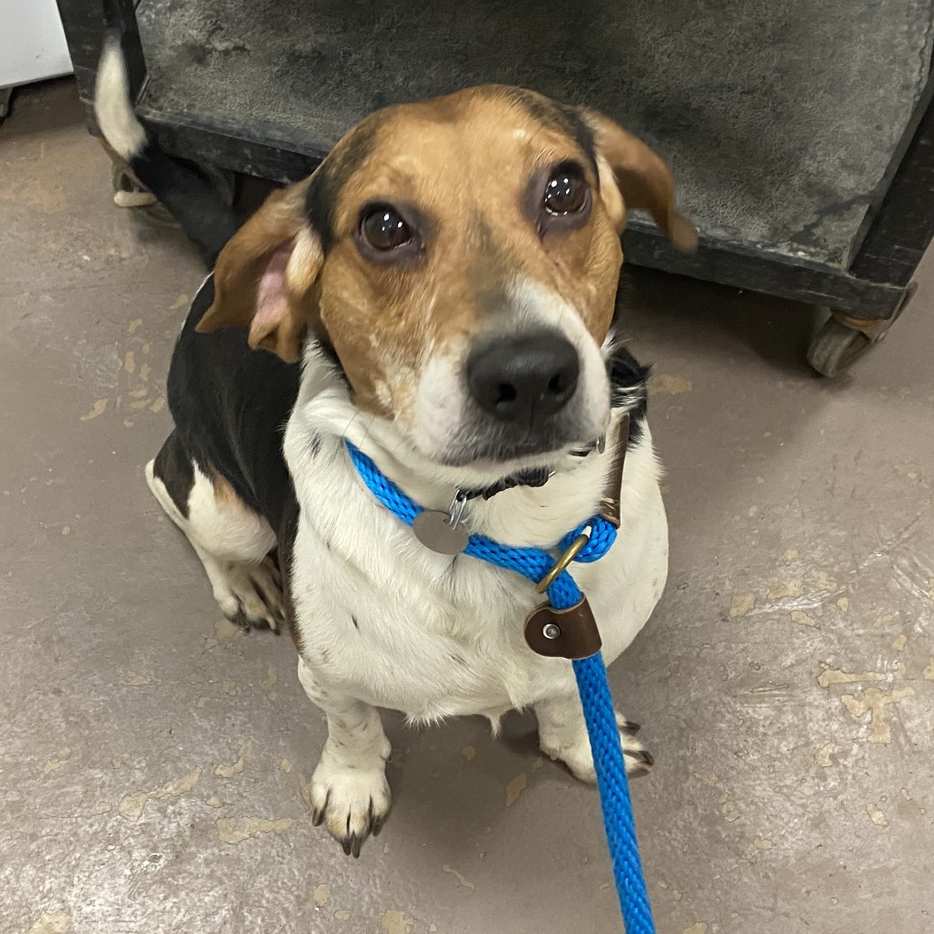 Ringo — thumbnail 2