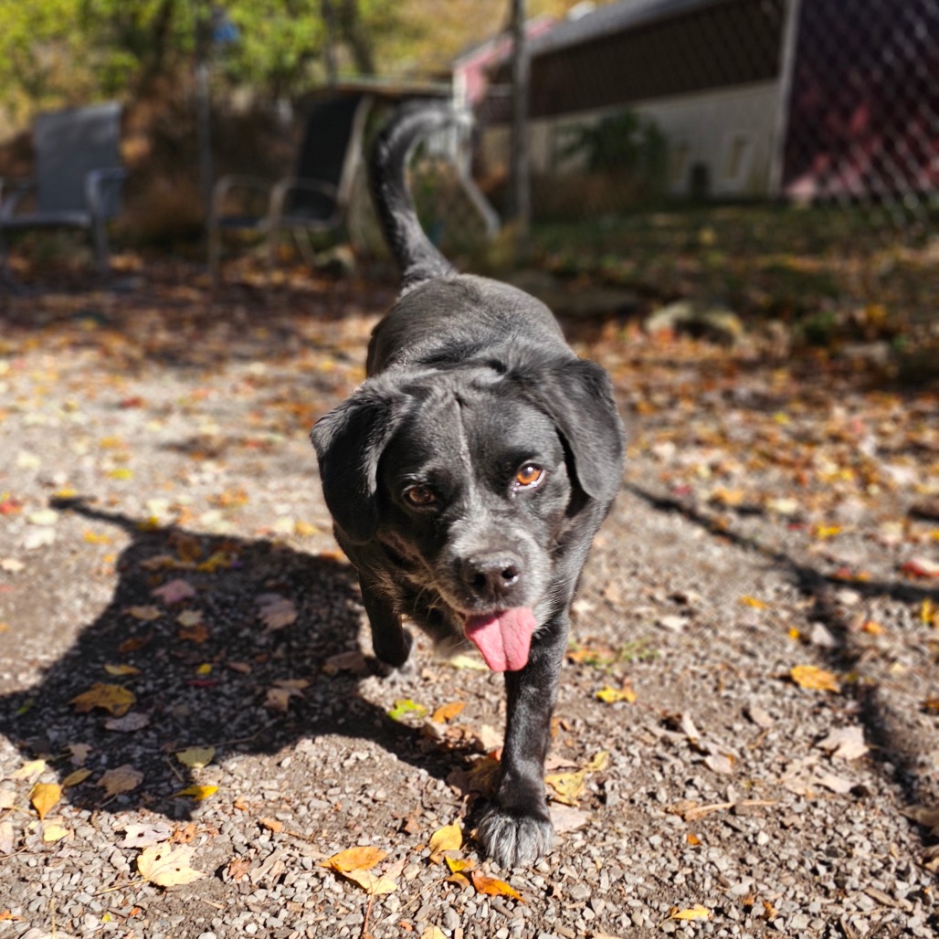 Dillon, photo 16
