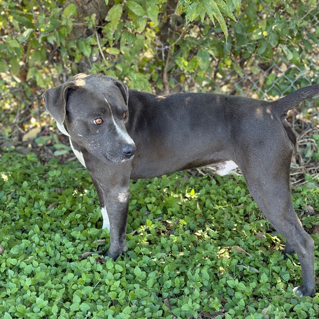 BLUE BOY 26-10-029, photo 4
