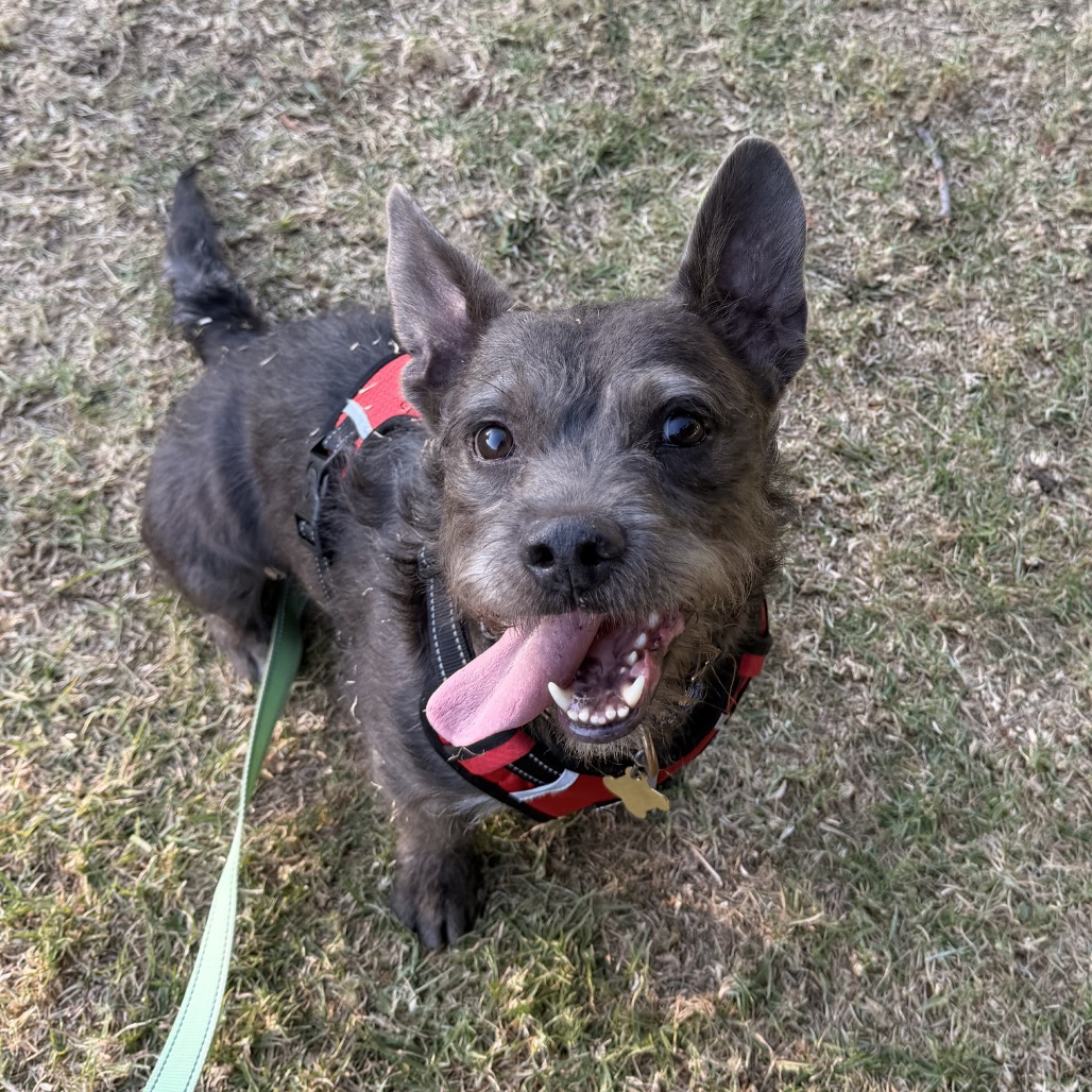 LIL HARVEY, photo 7