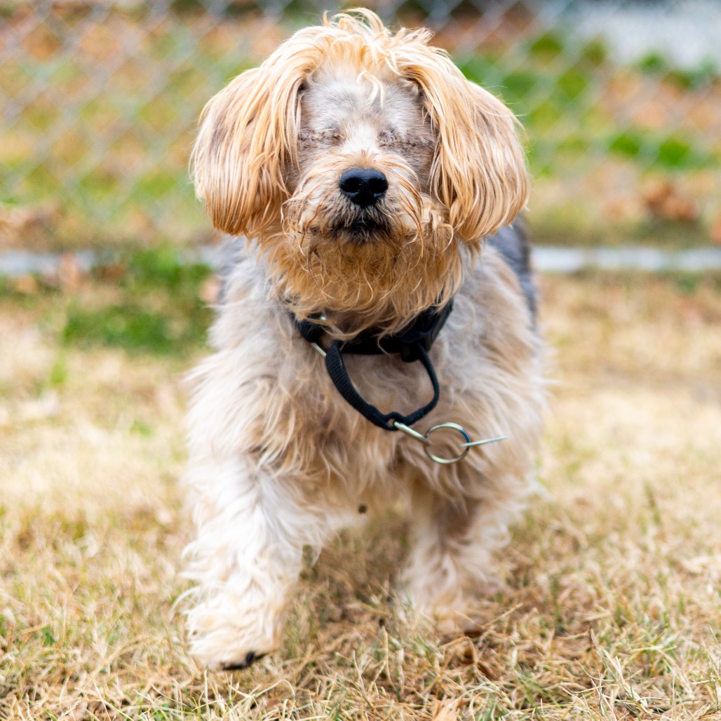 Bear, additional photo