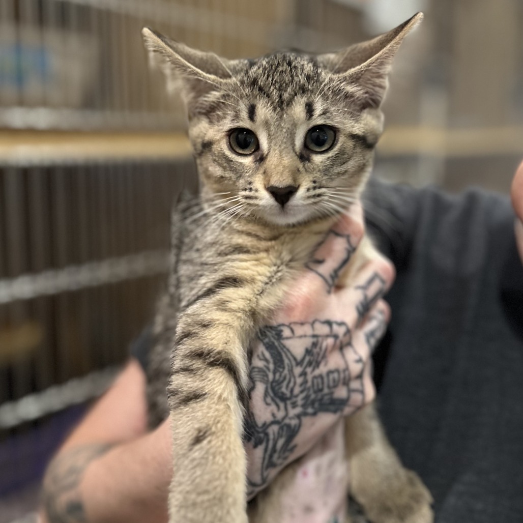 HALSEY - Domestic Shorthair available for adoption