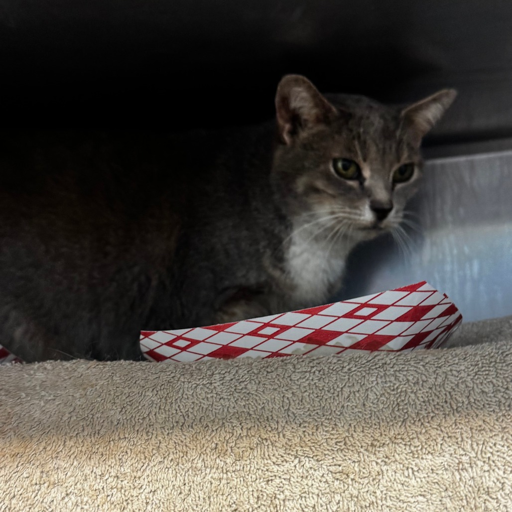 Free Sample — thumbnail 8