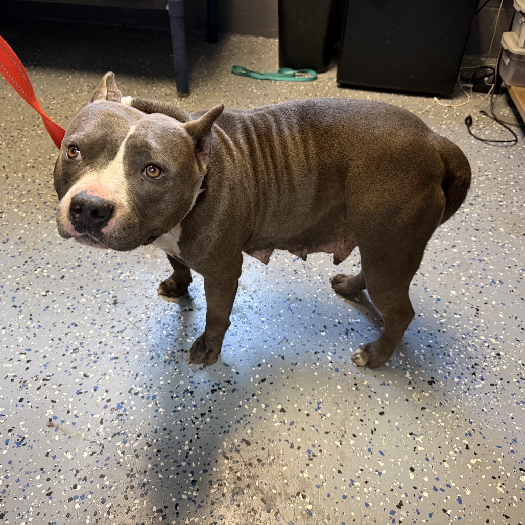 Tusc Stray 84875 2