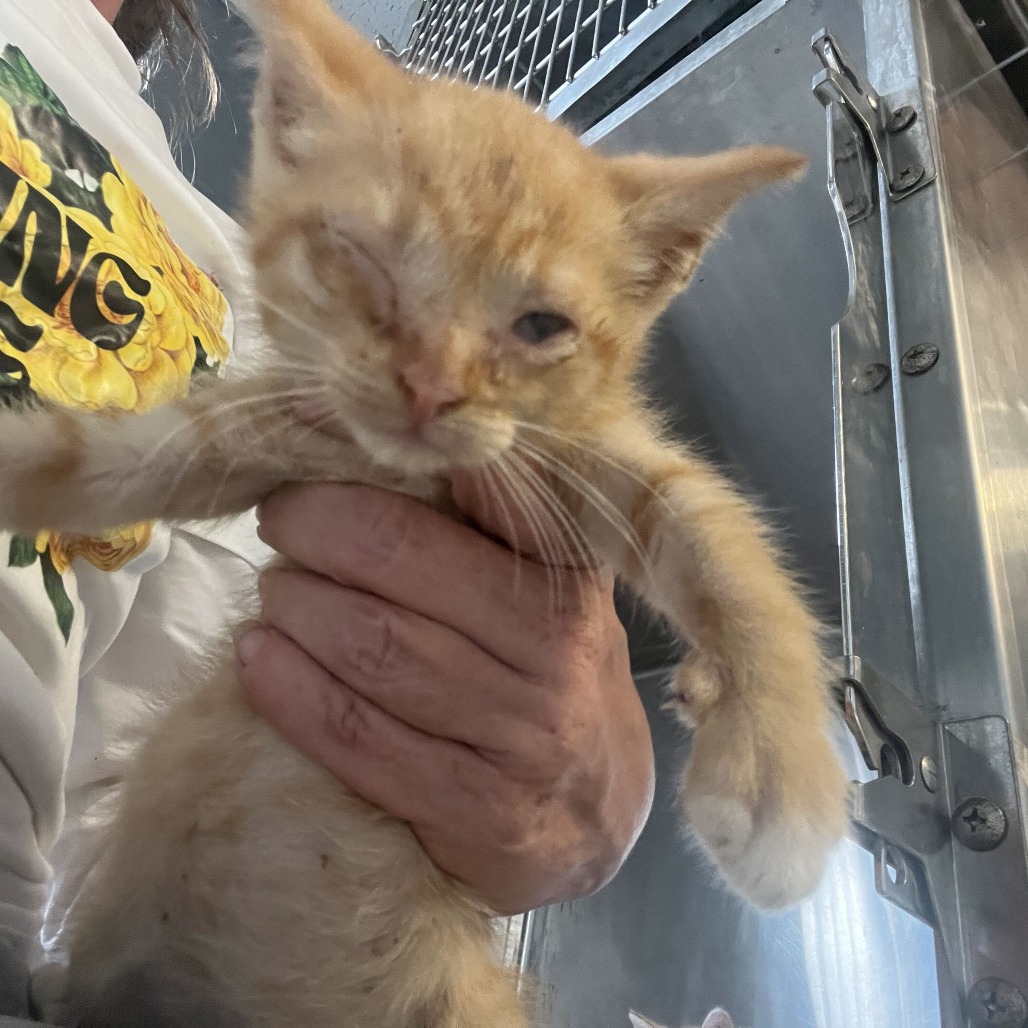 DAFFY - Domestic Shorthair available for adoption