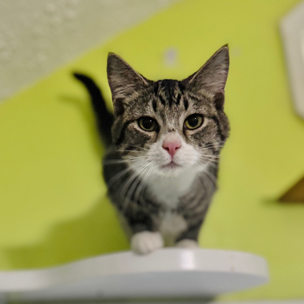 Dribble — thumbnail 3