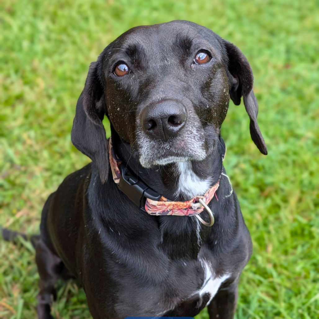 Phoebe 09-1747