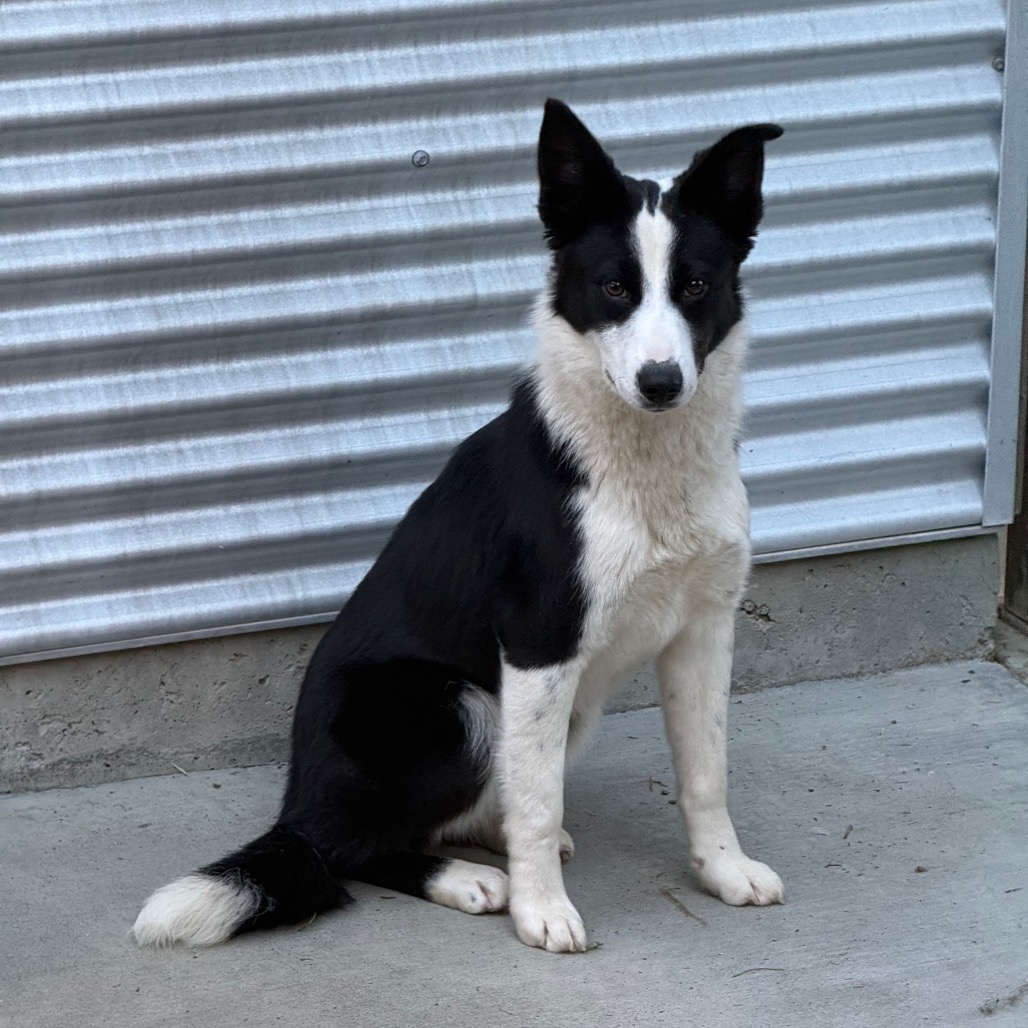 Kennel#13 Lucy's preview photo