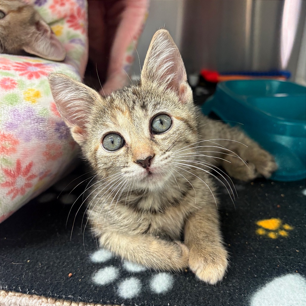 LAGOONA BLUE - Domestic Shorthair available for adoption
