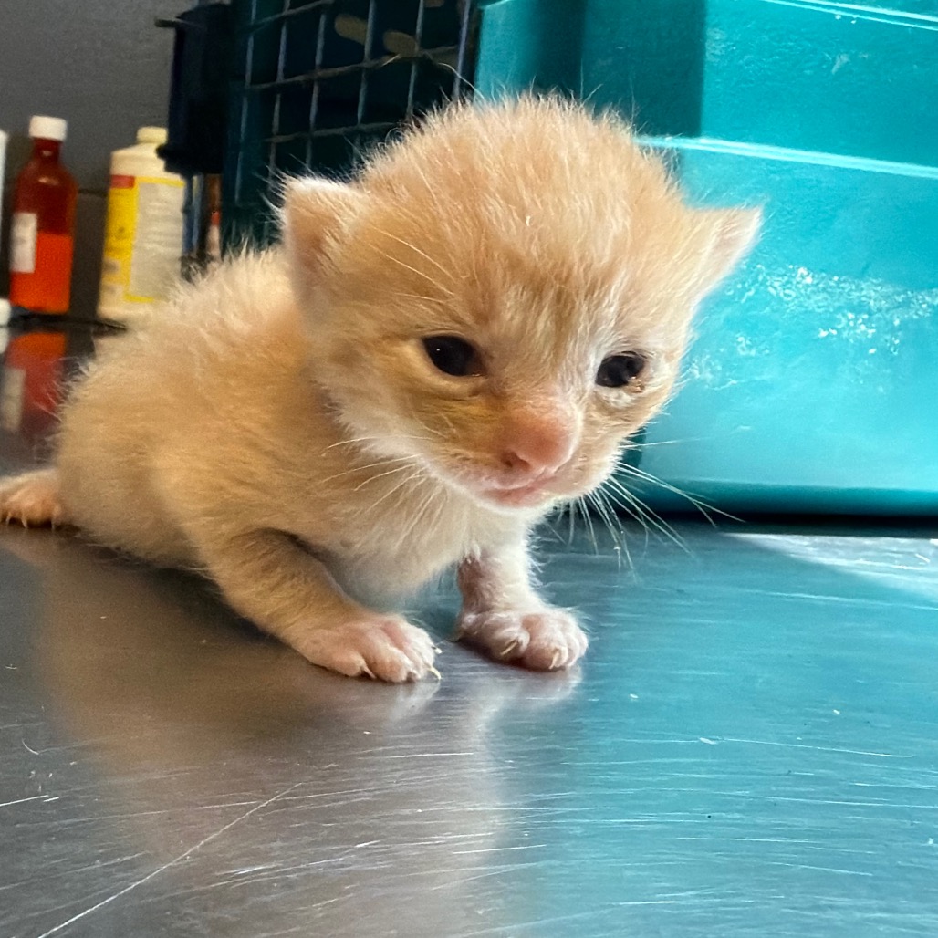 Tusc Stray 84018 2 3 4