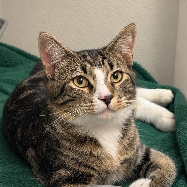Kirby the Cat