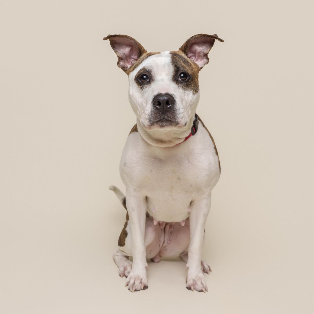 Photo of Bombyx Mori 6