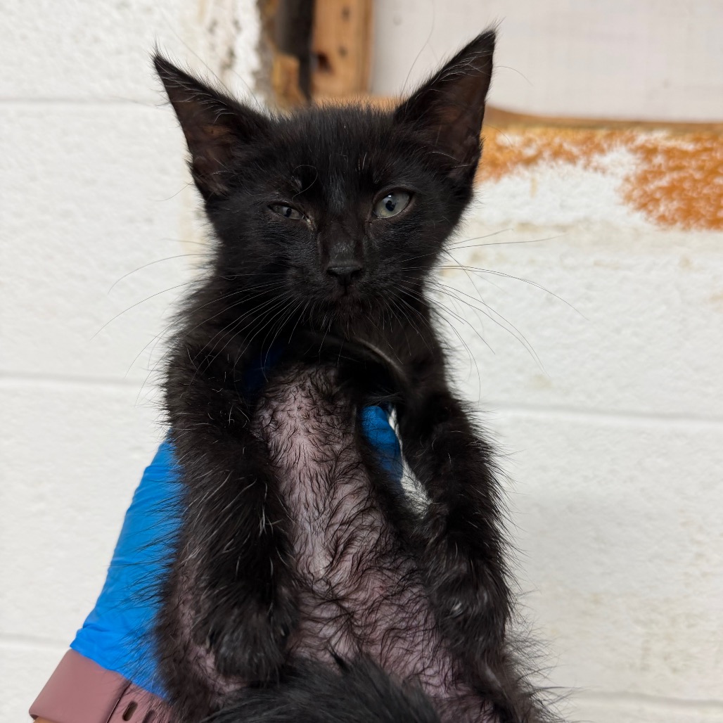 LICORICE - Domestic Shorthair available for adoption