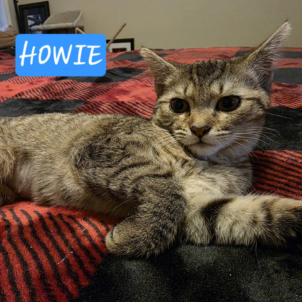 Howie (Cinnamon)