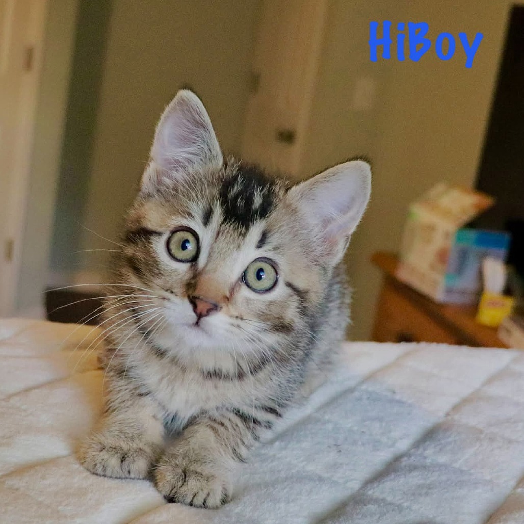 HiBoy, photo 2
