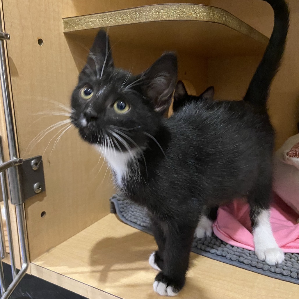 FLINT - Domestic Shorthair available for adoption