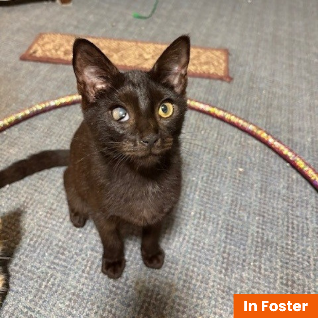 JET - Domestic Shorthair available for adoption