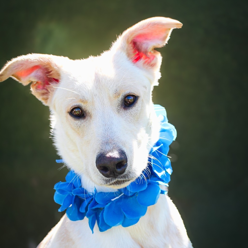 Cozby, an adoptable dog at SPCA-BC