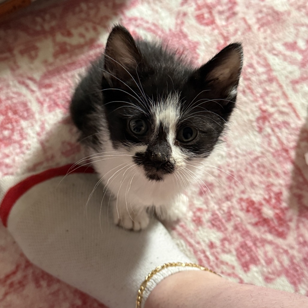 Bell, available for adoption
