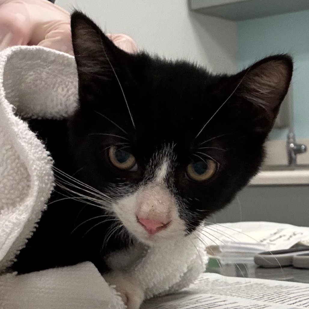 BRANDON - Domestic Shorthair available for adoption