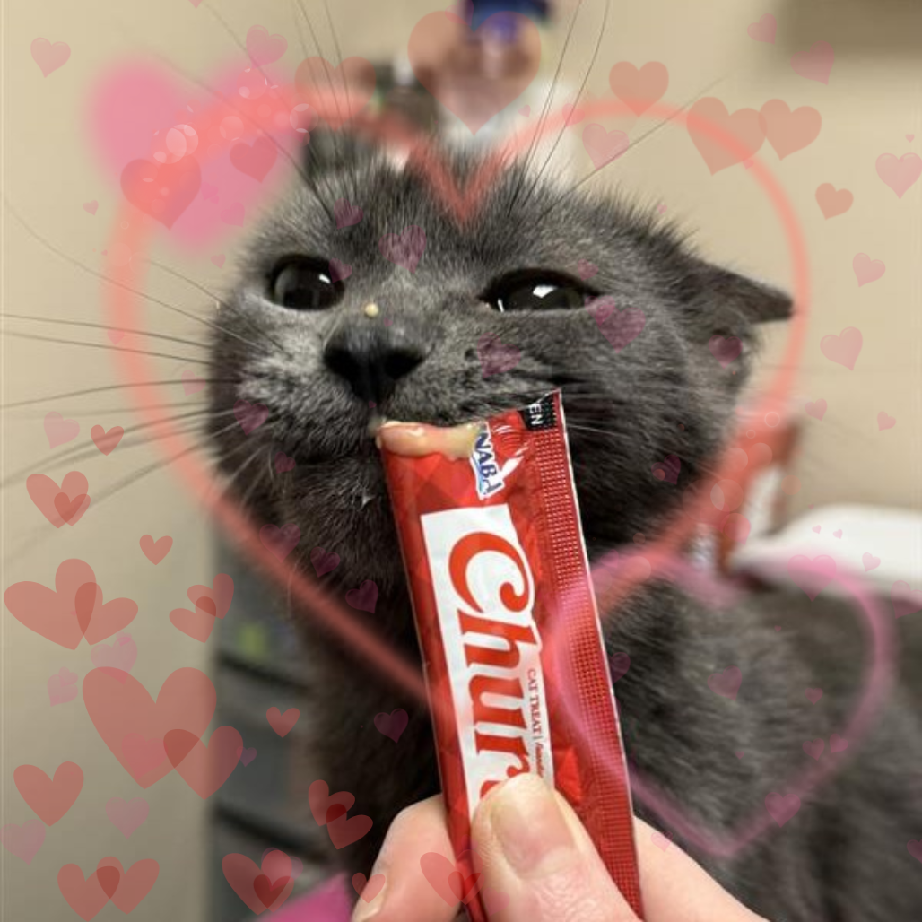 Emerald: Female 34 Domestic Shorthair