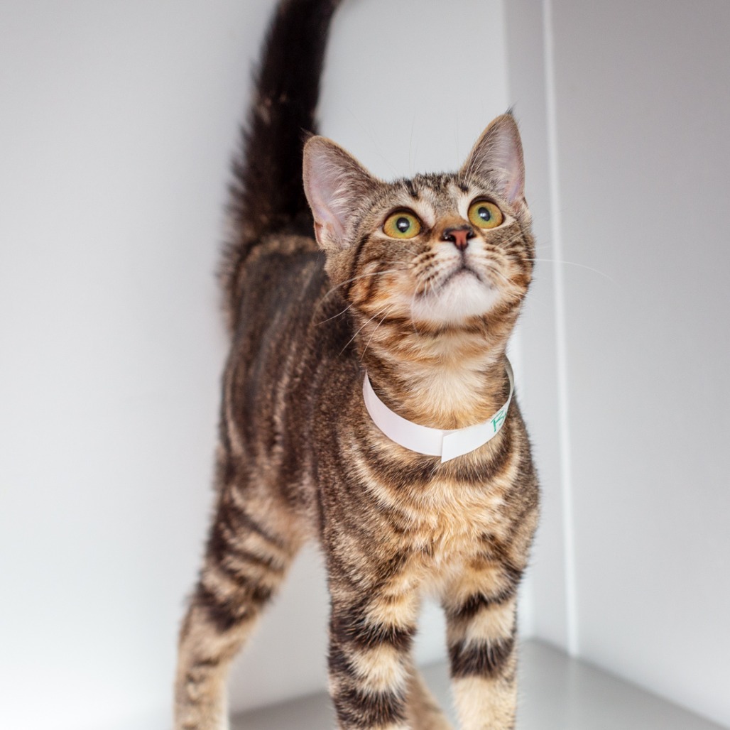 BUTTONS - Domestic Shorthair / Mix available for adoption