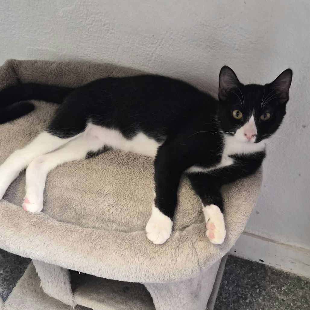 INDIGO - Domestic Shorthair available for adoption