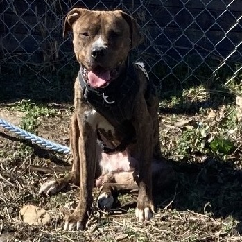 Buddy Lee — thumbnail 2